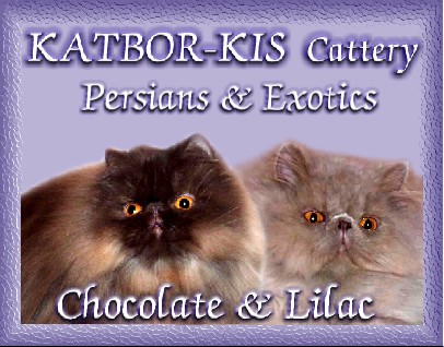 Katbor-Kis cattery