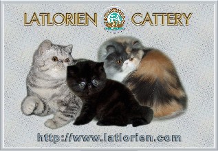 Latlorien cattery
