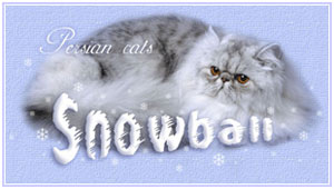 Snowball Rus cattery